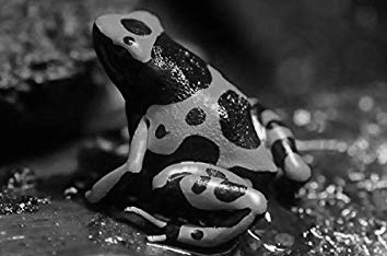 f:id:toritamegoro:20180829135730j:plain f:id:toritamegoro:20180829135730j:plain