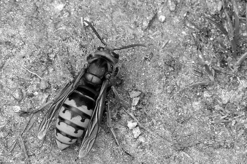 f:id:toritamegoro:20180829135746j:plain f:id:toritamegoro:20180829135746j:plain