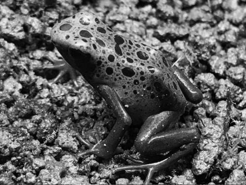 f:id:toritamegoro:20180829140003j:plain f:id:toritamegoro:20180829140003j:plain