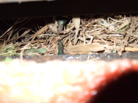 f:id:toritori0318:20090528213250j:image:w200