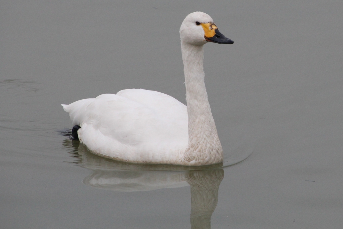 f:id:toritoribito:20200113201443j:plain f:id:toritoribito:20200113201443j:plain