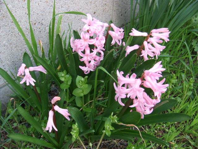 f:id:toritoritori:20100317022940j:image f:id:toritoritori:20100317022940j:image