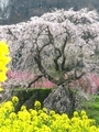 20080413101923