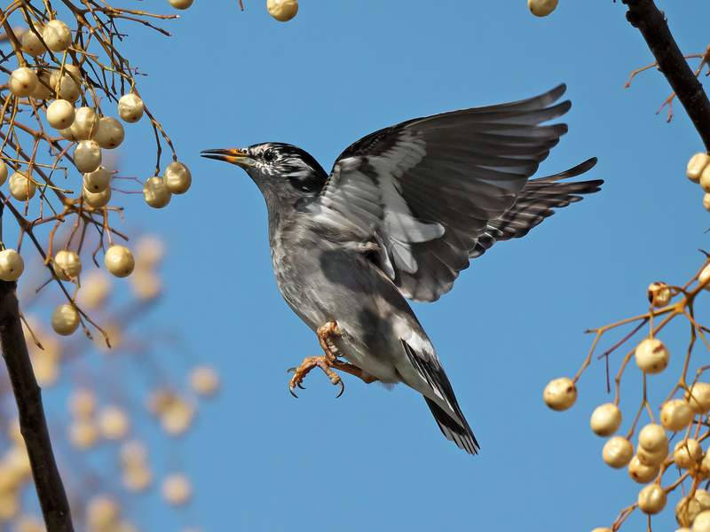 2 3 前日の続きです ムクドリがホバリングで実を 12選 Toriuroaruki Blog 2 3 前日の続きです ムクドリがホバリングで実を 12選 Toriuroaruki Blog