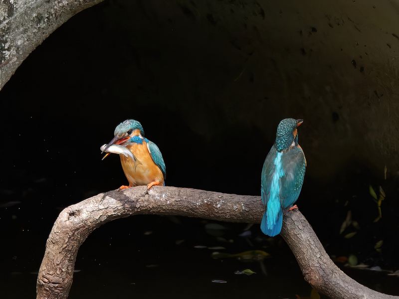 鳥見休みの番外編 ”カワセミの餌渡しシーン” - toriuroaruki'blog