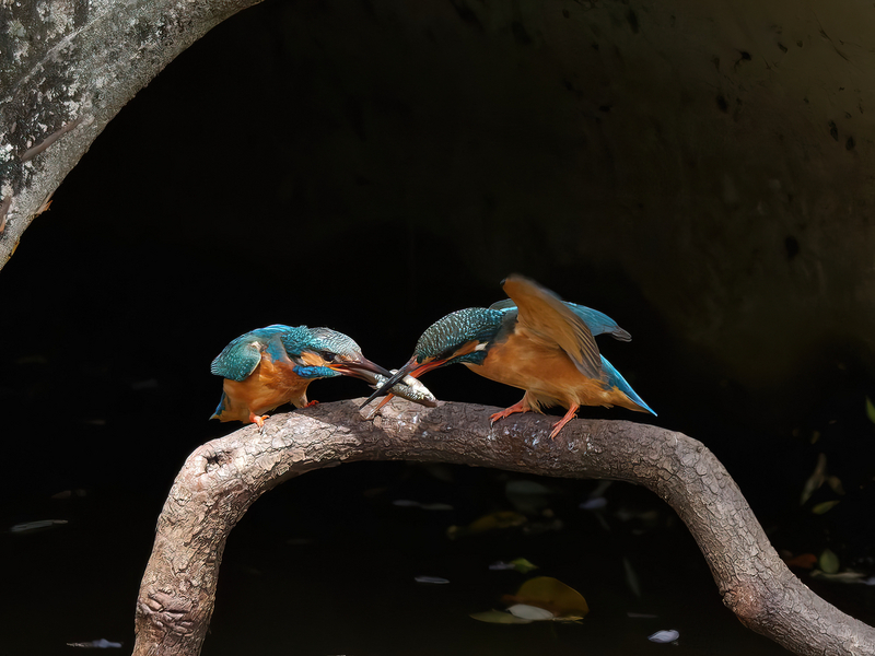 鳥見休みの番外編 ”カワセミの餌渡しシーン” - toriuroaruki'blog