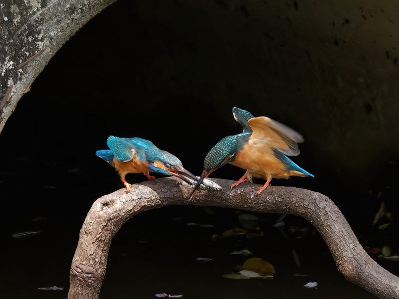 鳥見休みの番外編 ”カワセミの餌渡しシーン” - toriuroaruki'blog