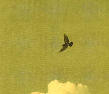 f:id:torivian:20190715063902p:plain f:id:torivian:20190715063902p:plain