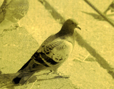 f:id:torivian:20190715063905p:plain f:id:torivian:20190715063905p:plain