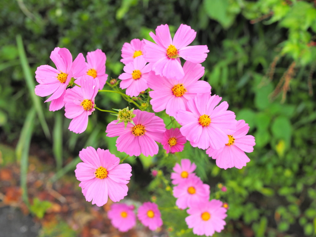 f:id:toriyamaran:20171001235010j:plain f:id:toriyamaran:20171001235010j:plain