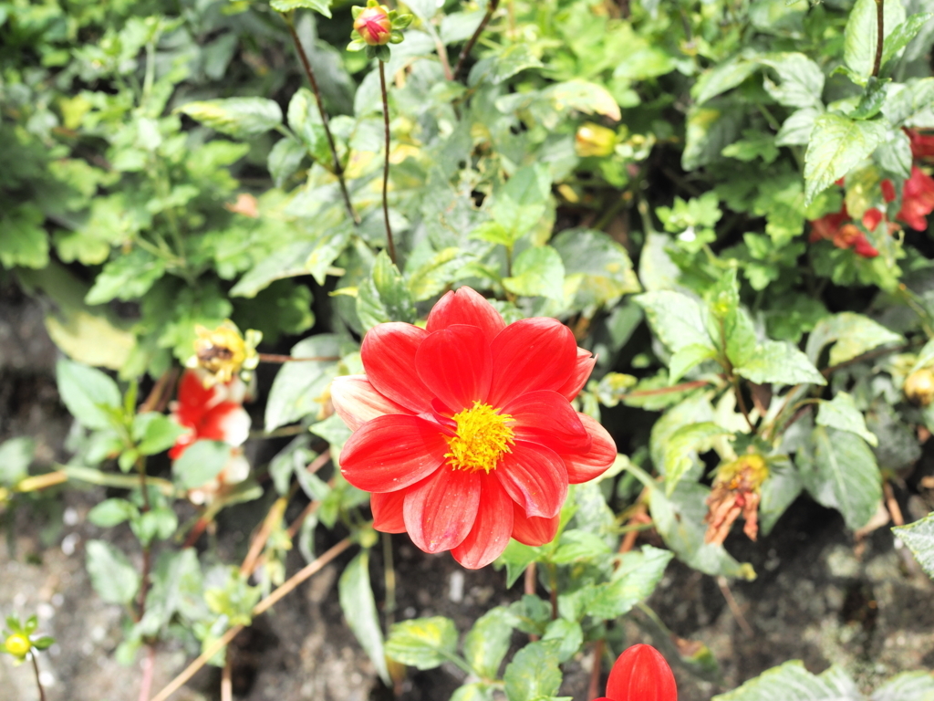f:id:toriyamaran:20171001235428j:plain f:id:toriyamaran:20171001235428j:plain