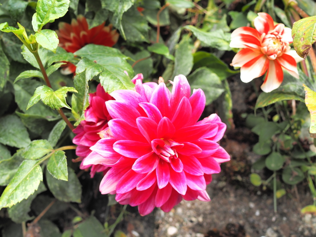 f:id:toriyamaran:20171001235431j:plain f:id:toriyamaran:20171001235431j:plain