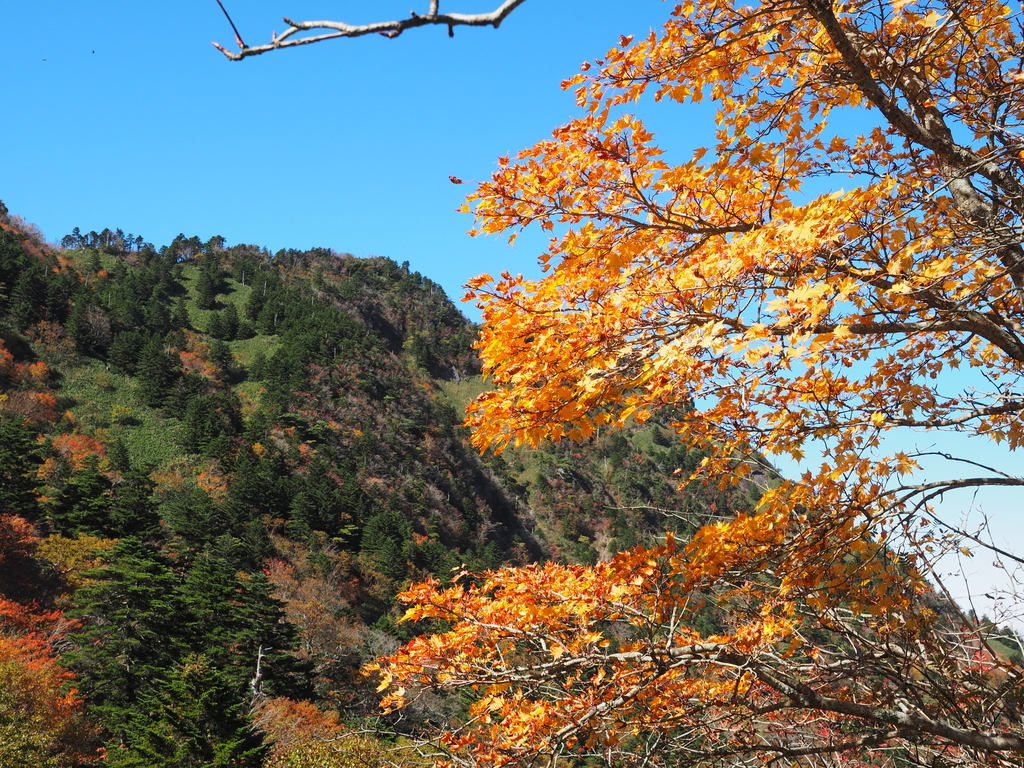f:id:toriyamaran:20181109210608j:plain