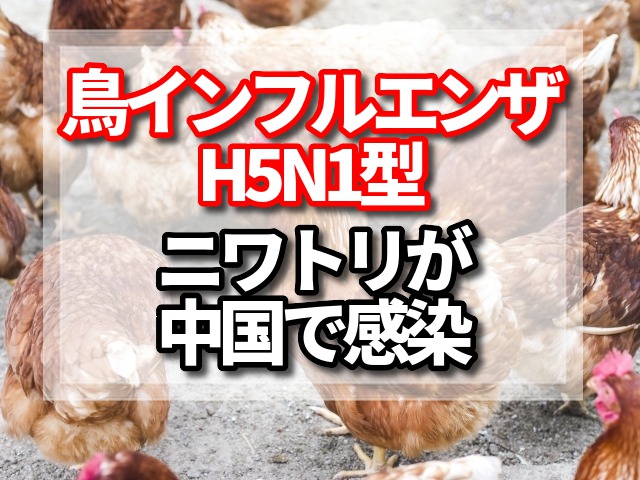 鳥インフルエンザ,H5N1