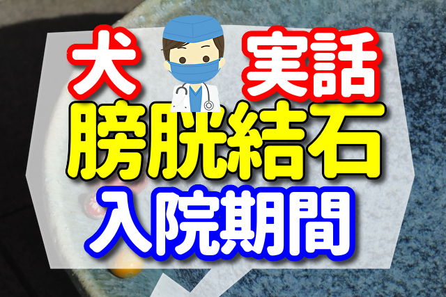 犬の膀胱結石の手術 の入院期間は4日間　その時の状況を聞いてください【7歳のトイプードルの実話】