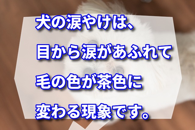 犬の涙やけは、目から涙があふれて毛の色が茶色に変わる現象です。