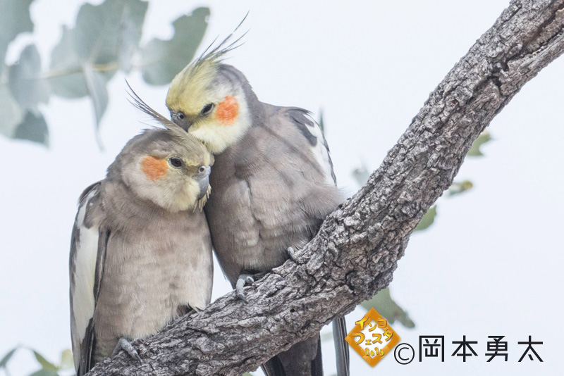 f:id:torizotori:20190306220400j:plain