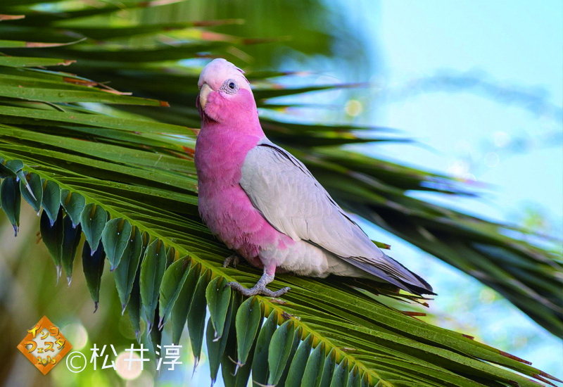 f:id:torizotori:20190306220441j:plain