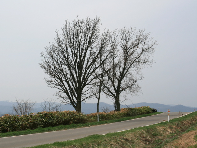 f:id:toro_cx:20080501120409j:image:w320