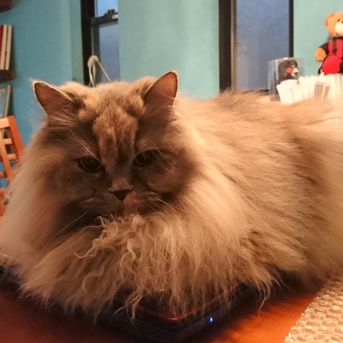 f:id:torokoroko:20190619142505j:plain f:id:torokoroko:20190619142505j:plain