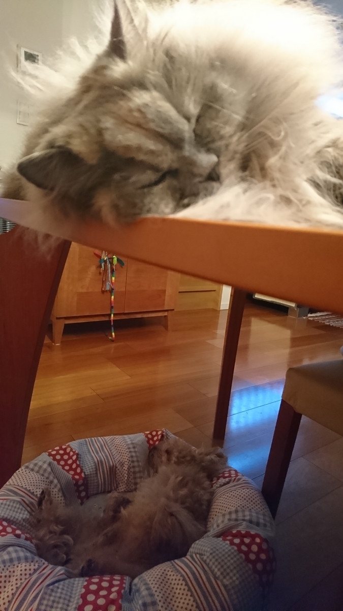 f:id:torokoroko:20190621153249j:plain f:id:torokoroko:20190621153249j:plain