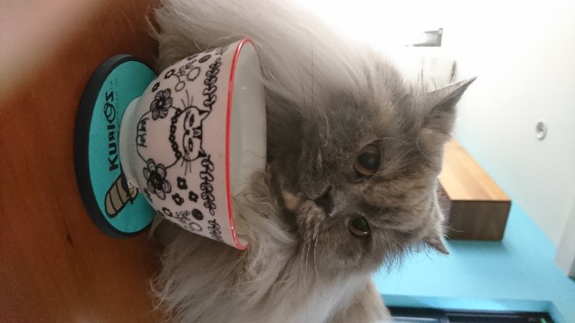 f:id:torokoroko:20191203010550j:image f:id:torokoroko:20191203010550j:image