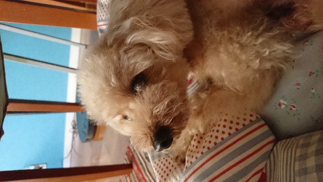 f:id:torokoroko:20191203010644j:image f:id:torokoroko:20191203010644j:image