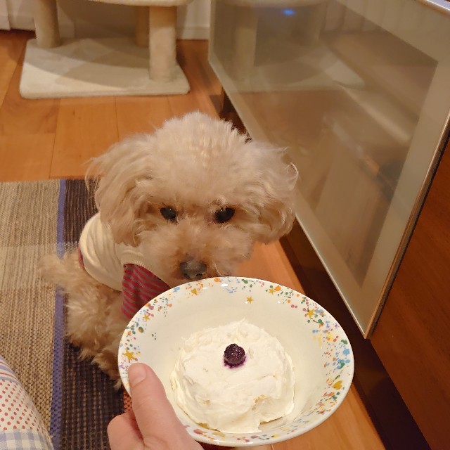 f:id:torokoroko:20191207234014j:image f:id:torokoroko:20191207234014j:image
