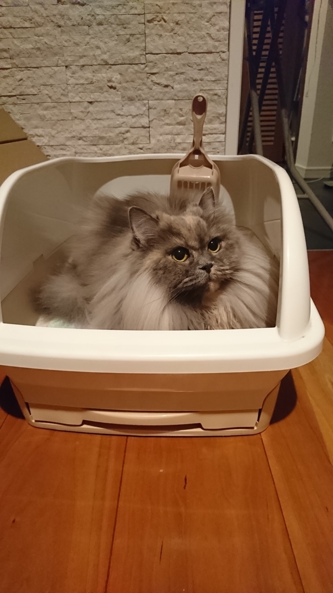 f:id:torokoroko:20191230201804j:plain f:id:torokoroko:20191230201804j:plain