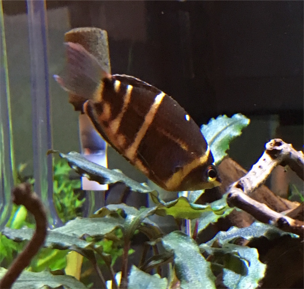 f:id:toronto1030:20171004110042j:image