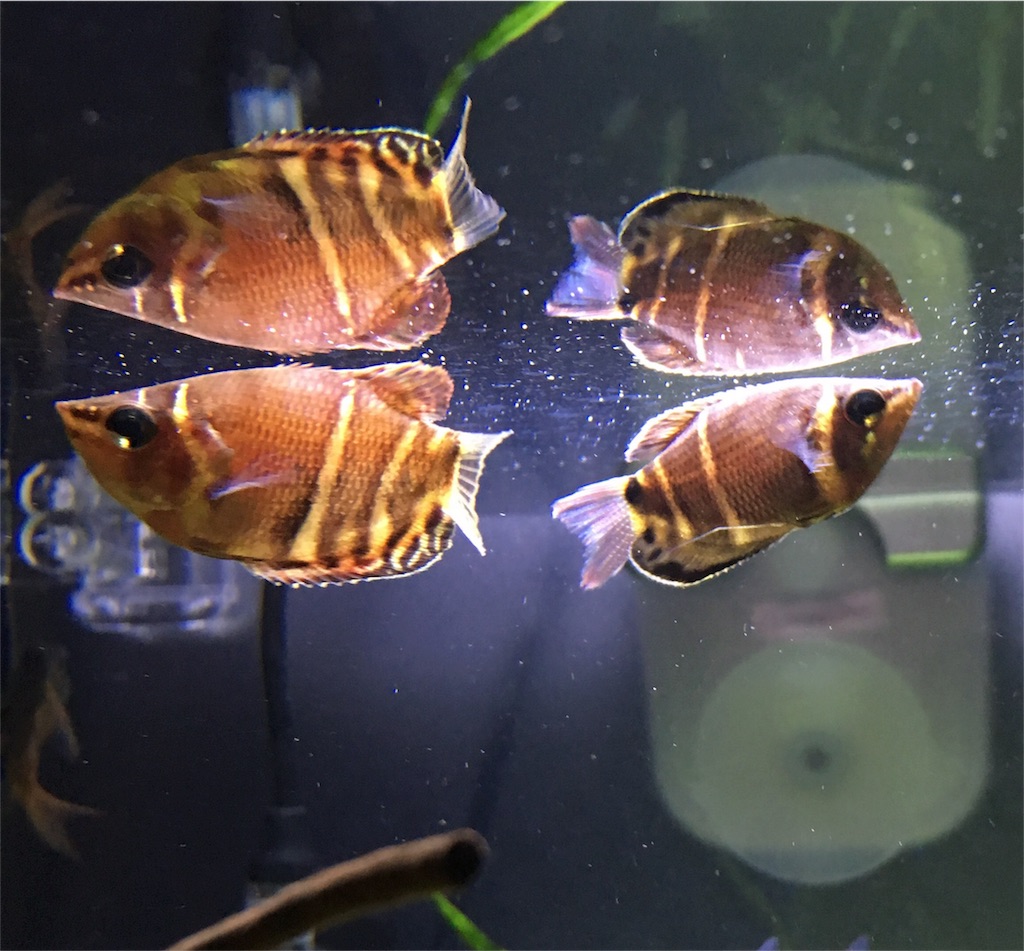 f:id:toronto1030:20171004110223j:image