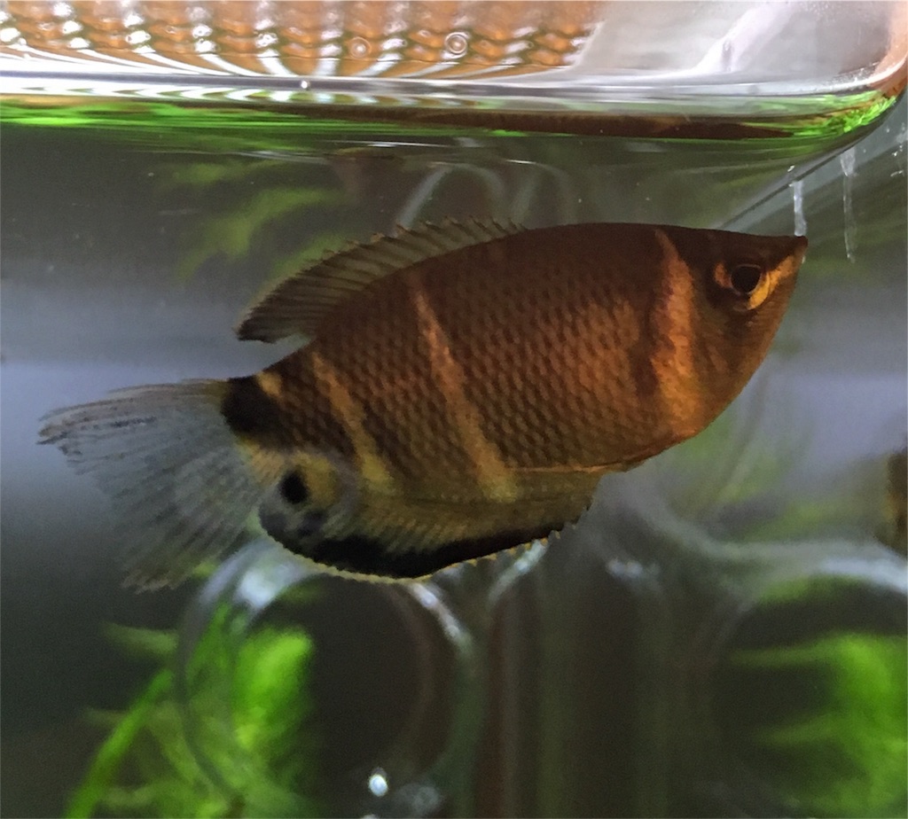 f:id:toronto1030:20171005230910j:image