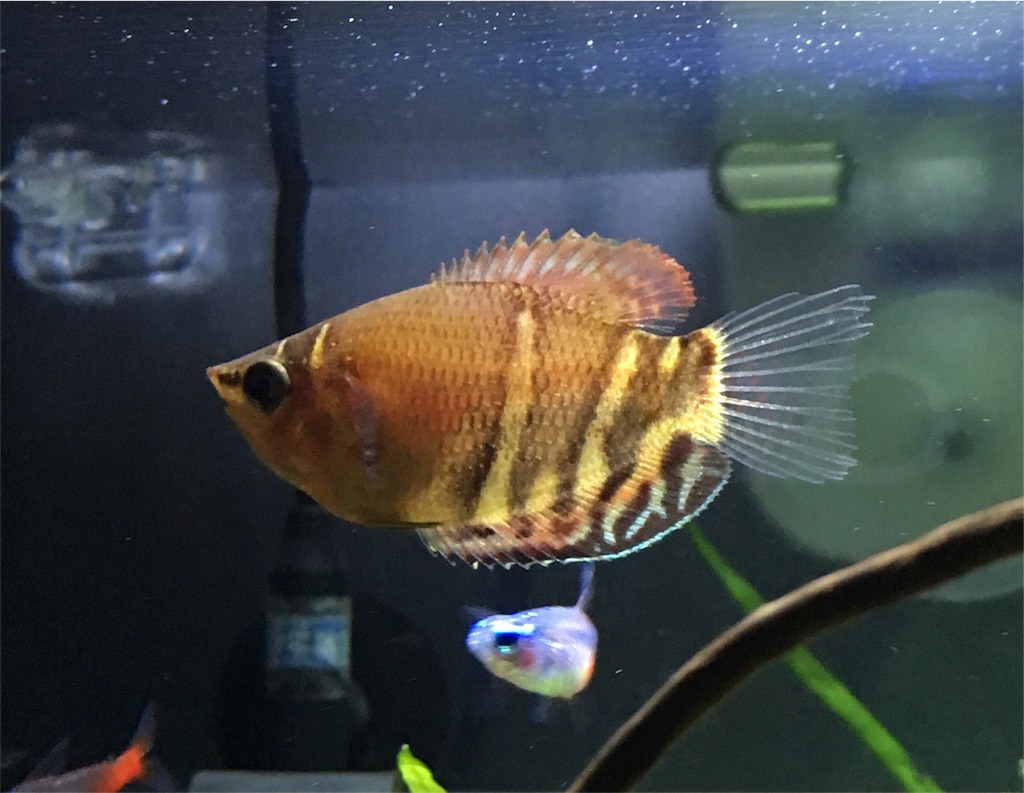 f:id:toronto1030:20171005230921j:image