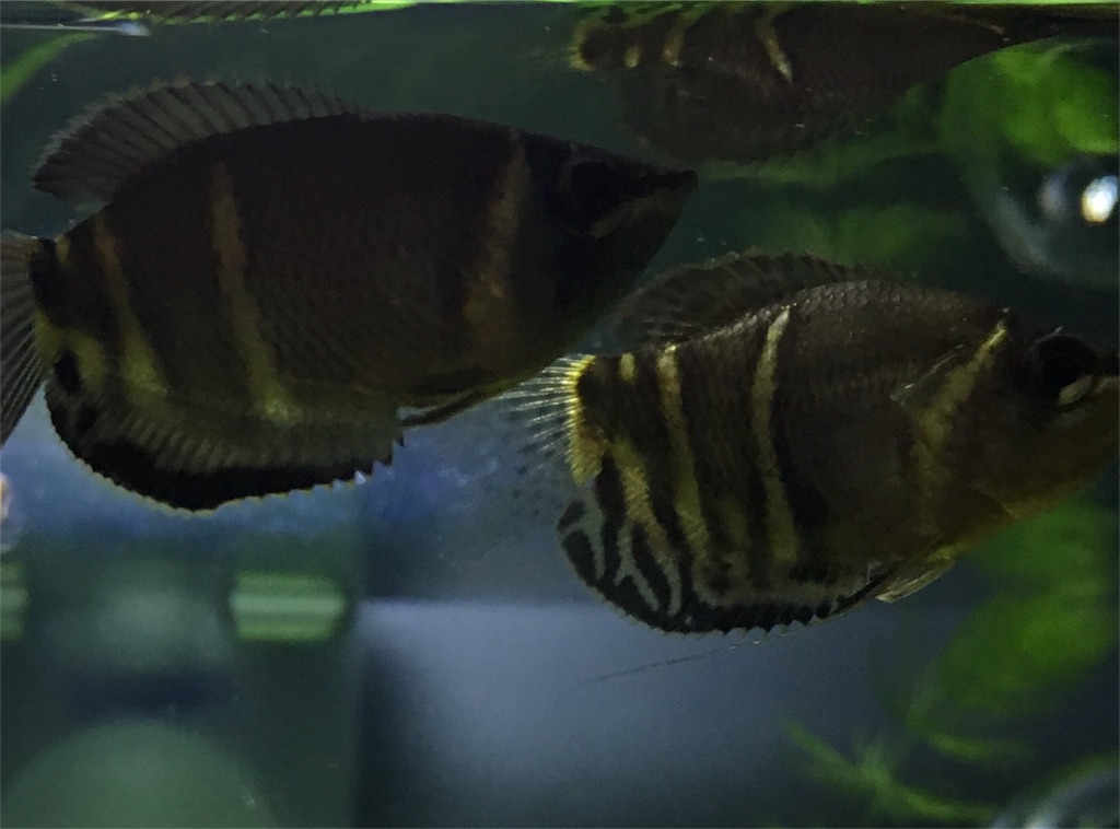 f:id:toronto1030:20171005231505j:image