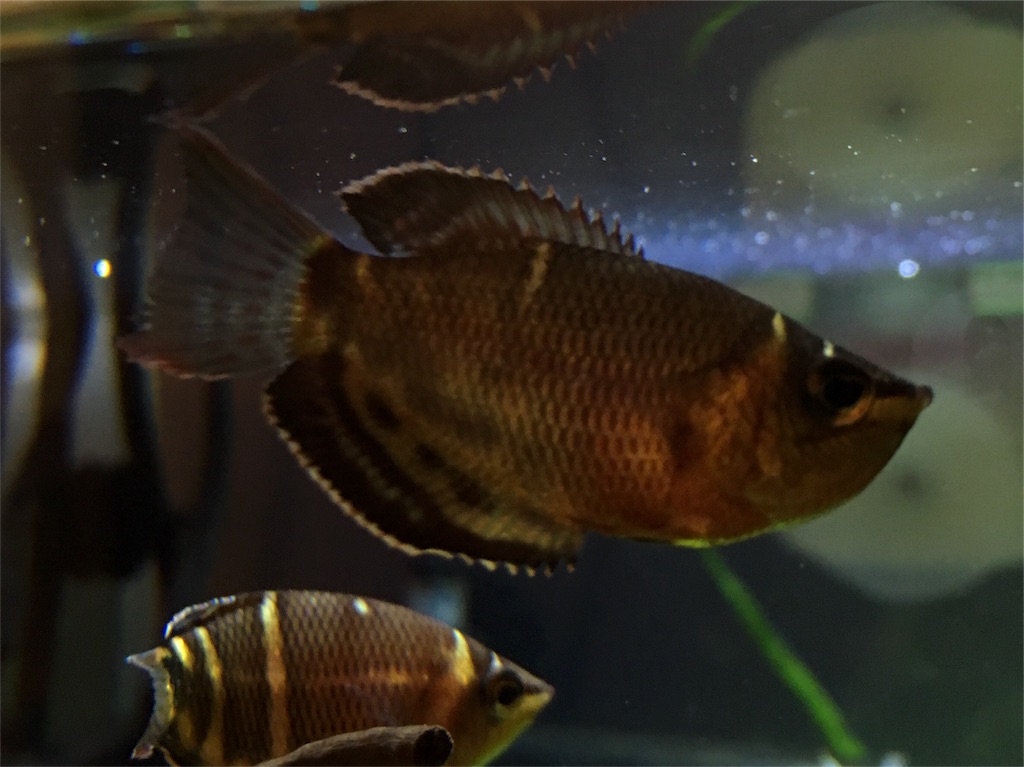 f:id:toronto1030:20171005231744j:image