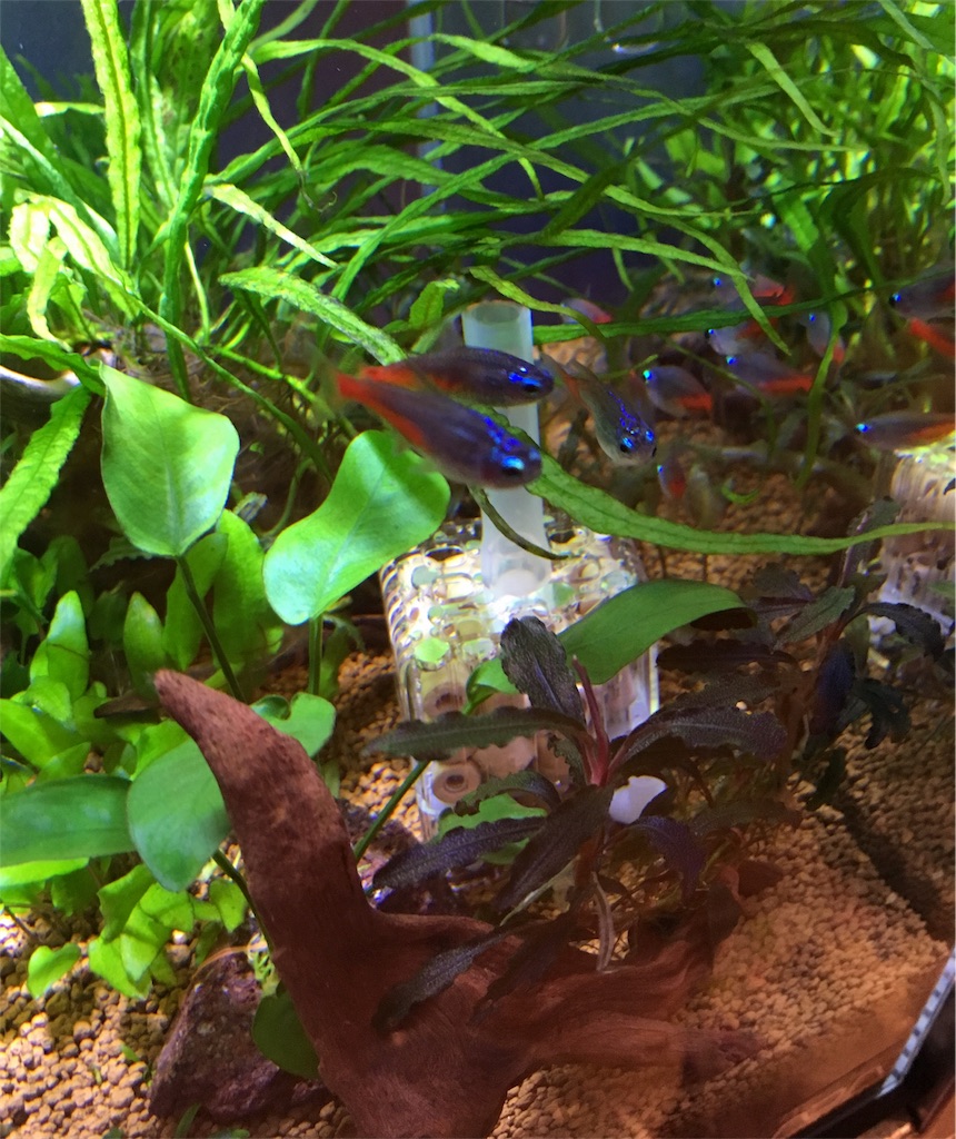 f:id:toronto1030:20171103200342j:image f:id:toronto1030:20171103200342j:image