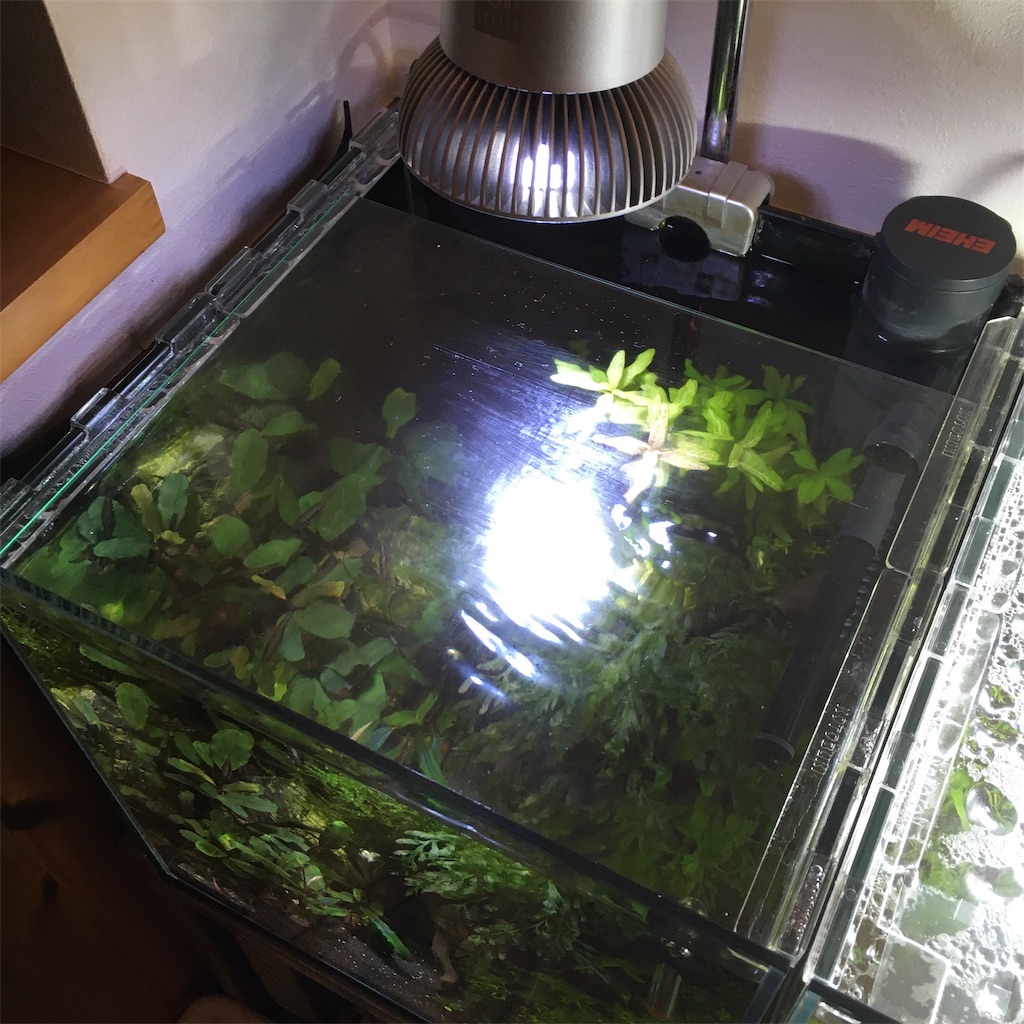 アクアリウムでのちょっとした工夫やアイデアの話 その１ Choco Goura Keepers