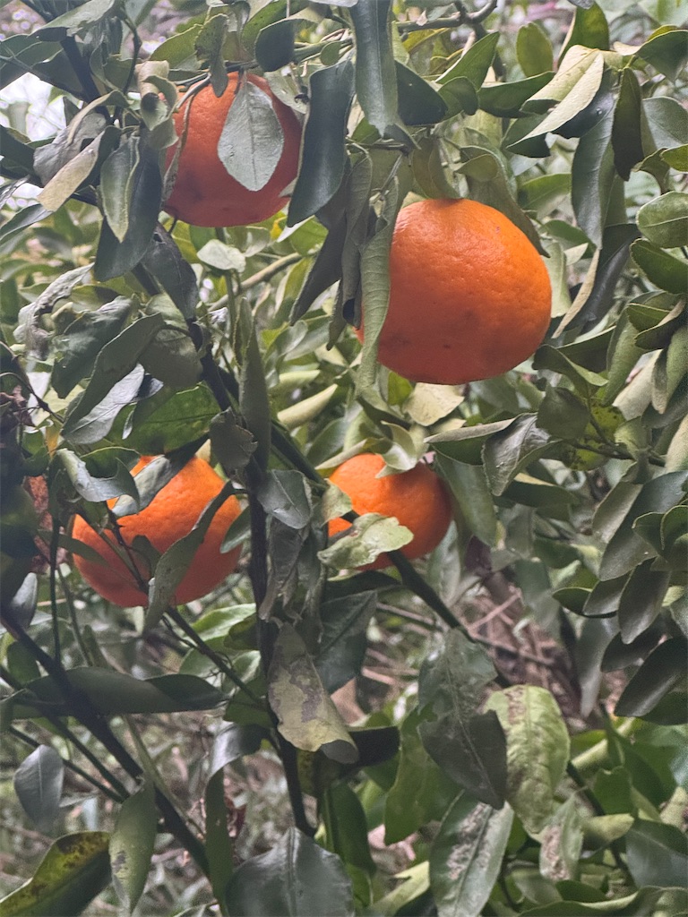 f:id:tororo-papa:20260112211020j:image