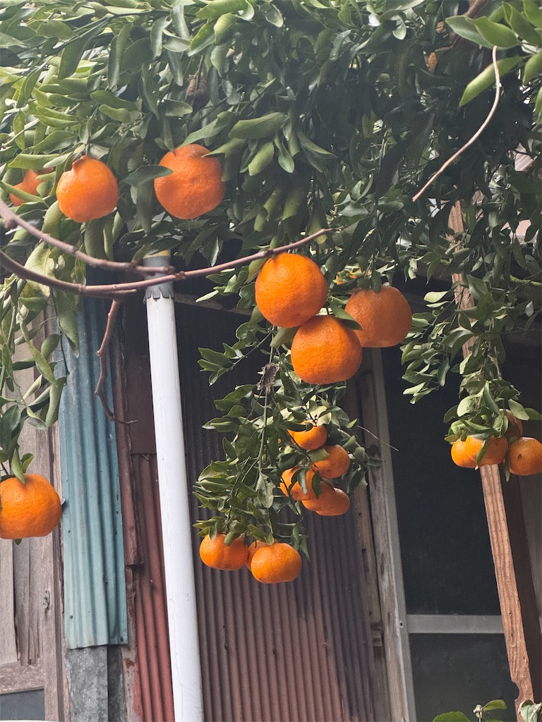 f:id:tororo-papa:20260112211033j:image