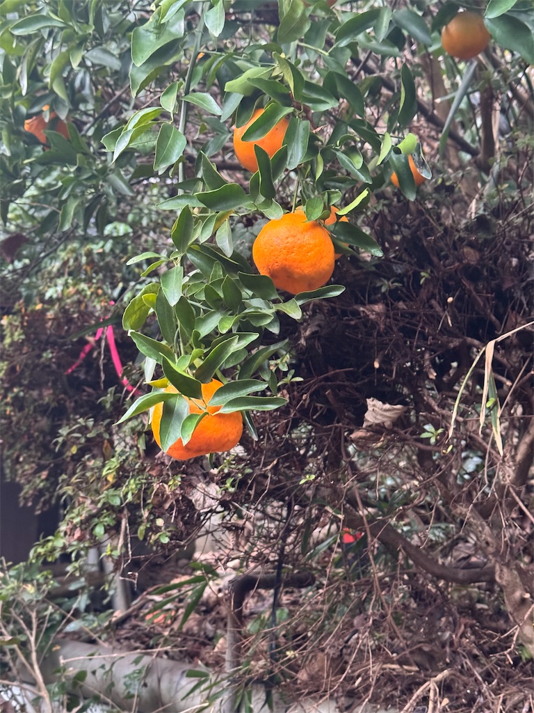 f:id:tororo-papa:20260112211054j:image