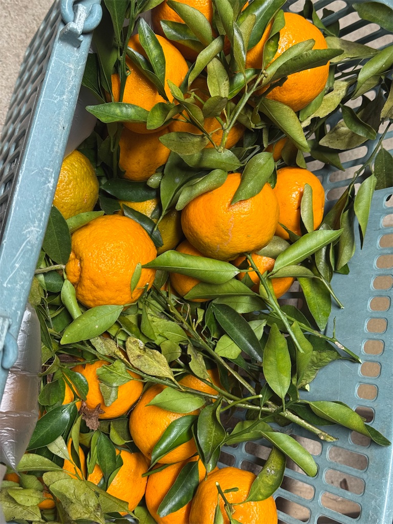 f:id:tororo-papa:20260112211149j:image