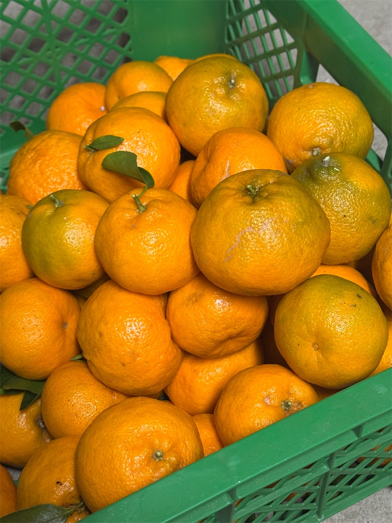 f:id:tororo-papa:20260112211229j:image