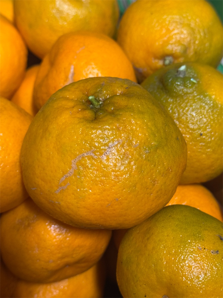 f:id:tororo-papa:20260112211241j:image