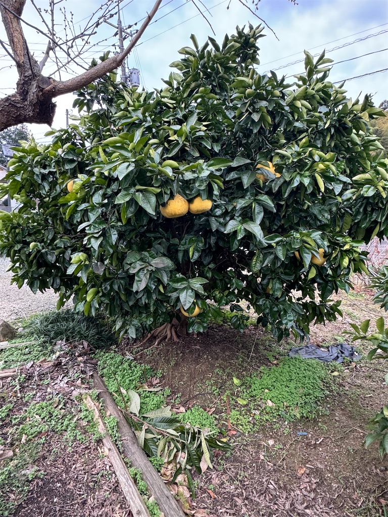 f:id:tororo-papa:20260115112811j:image