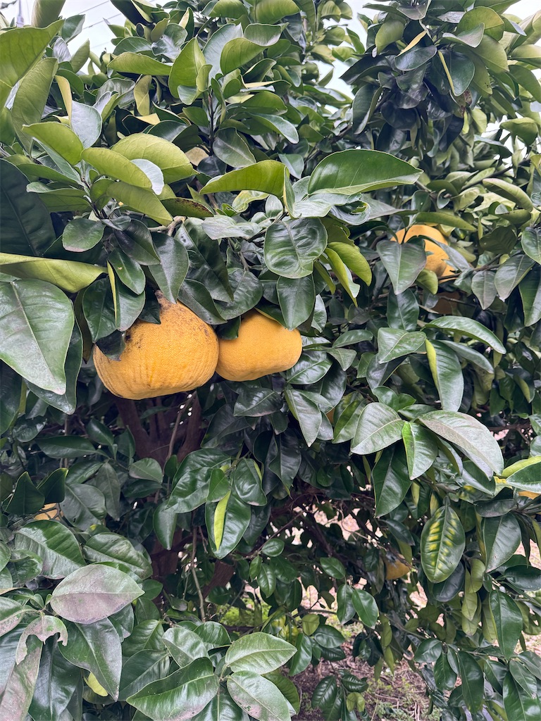 f:id:tororo-papa:20260115112852j:image