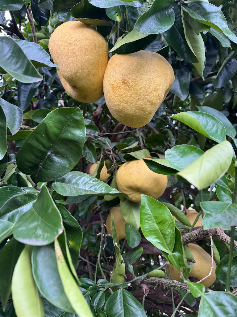 f:id:tororo-papa:20260115112905j:image