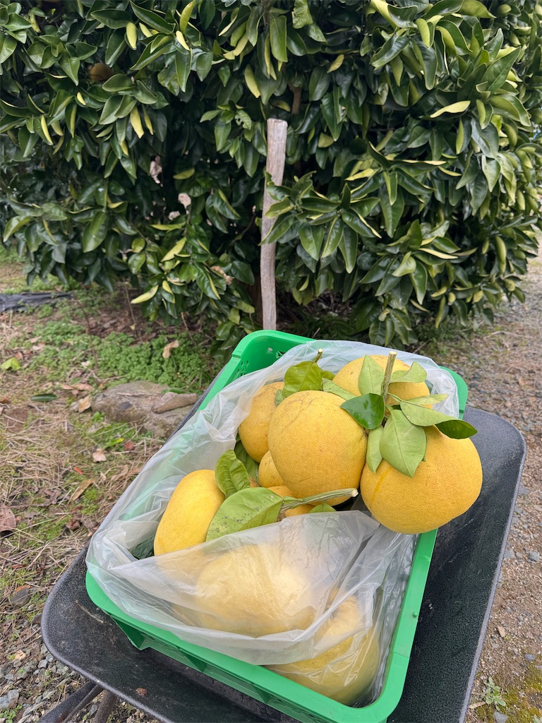 f:id:tororo-papa:20260115112926j:image