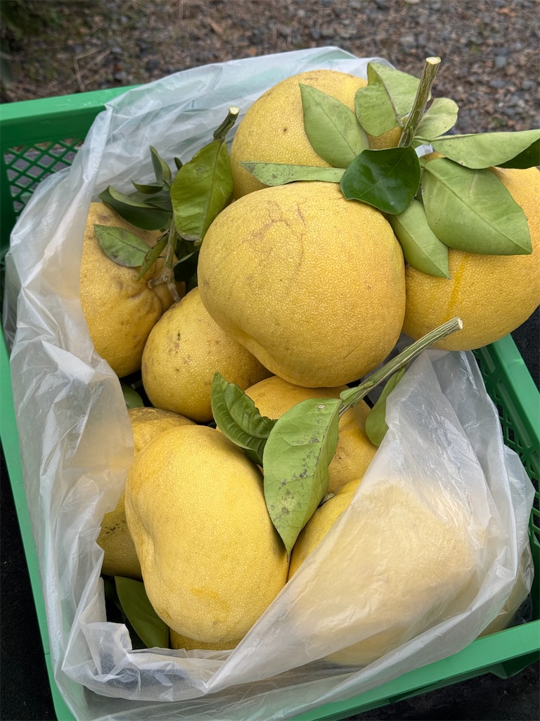 f:id:tororo-papa:20260115112943j:image