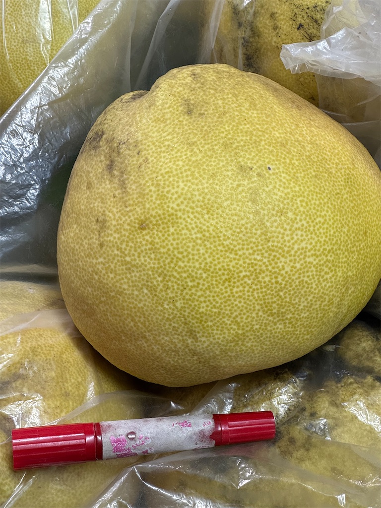 f:id:tororo-papa:20260115113021j:image