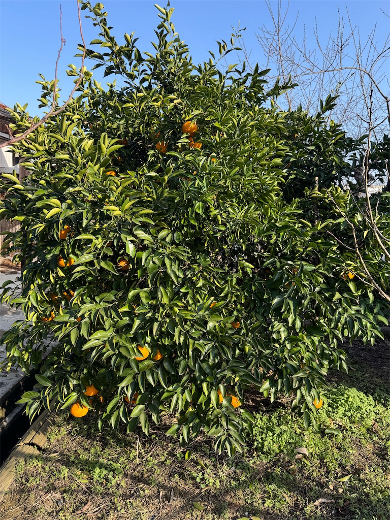 f:id:tororo-papa:20260116162602j:image